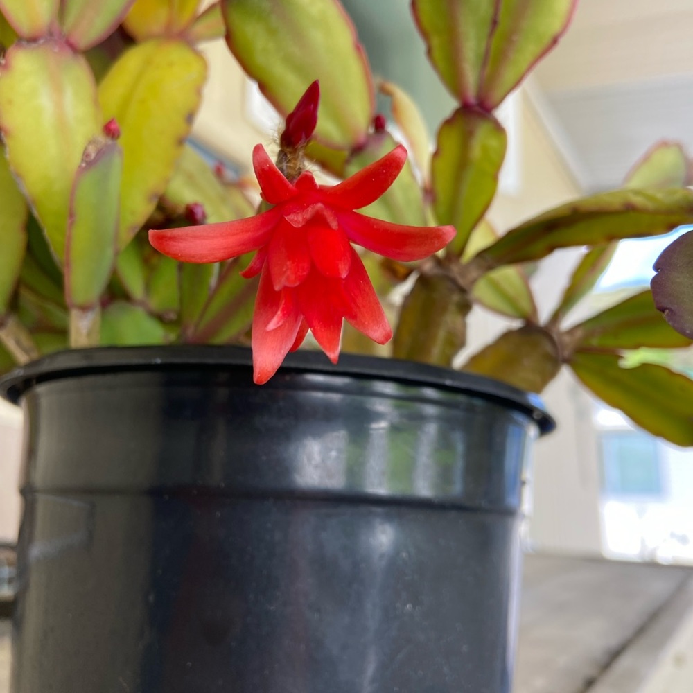 Easter Flowering Cactus Plant
